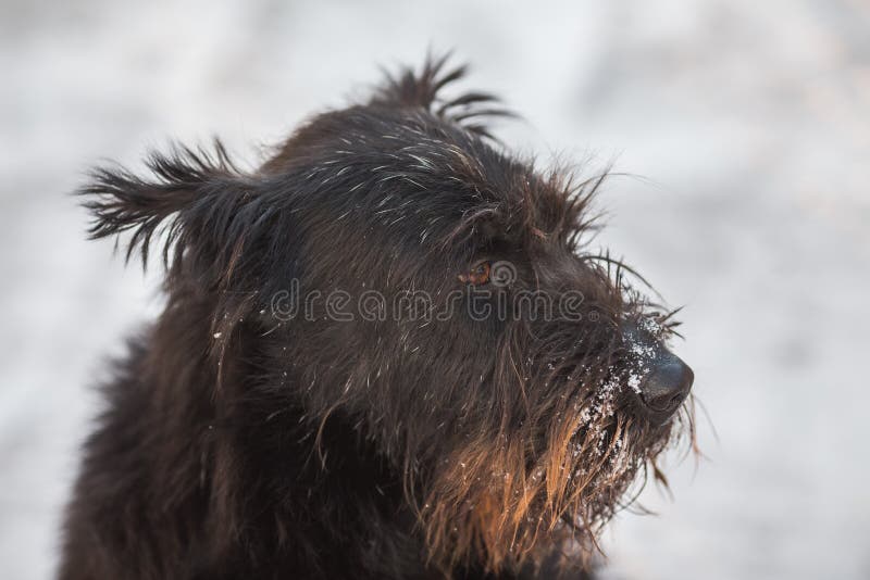 Σκυλί schnauzer στο φρέσκο χιόνι στοκ φωτογραφίες Σκυλί schnauzer στο φρέσκο χιόνι στοκ φωτογραφίες