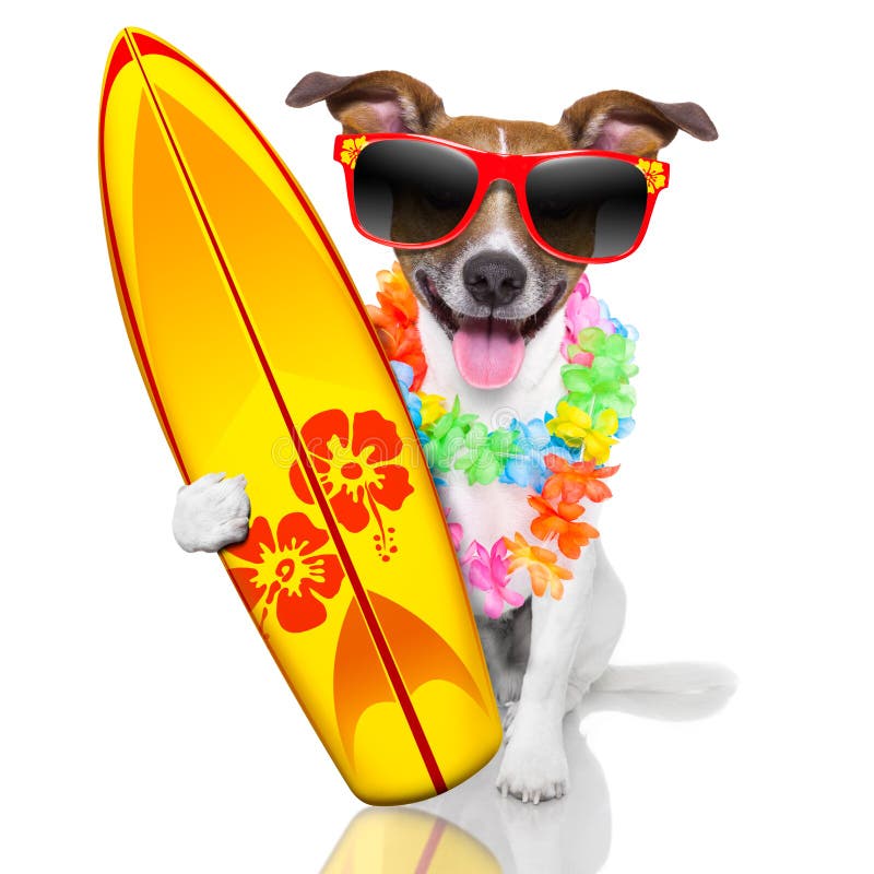 Σκυλί Surfer στοκ φωτογραφίες