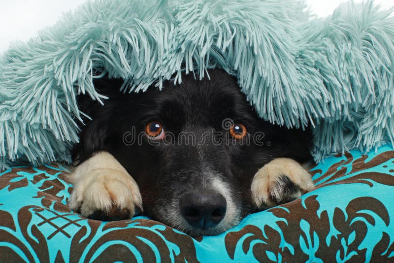 Border Collie dog hiding beneath a soft blanket indoor. Border Collie dog hiding beneath a soft blanket indoor