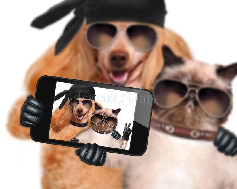 Σκυλί με τη γάτα που παίρνει ένα selfie μαζί με ένα smartphone στοκ φωτογραφίες με δικαίωμα ελεύθερης χρήσης