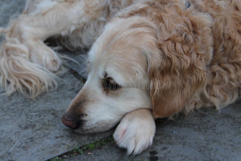 Σκυθρωπό να φανεί χρυσό Retriever κεφάλι στα χέρια στοκ φωτογραφία Σκυθρωπό να φανεί χρυσό Retriever κεφάλι στα χέρια στοκ φωτογραφία