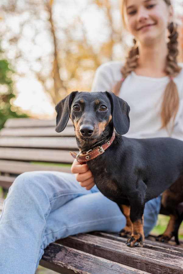 Σκυλί Dachshund στέκεται στον πάγκο με τον ιδιοκτήτη της στο πάρκο στοκ φωτογραφία με δικαίωμα ελεύθερης χρήσης Σκυλί Dachshund στέκεται στον πάγκο με τον ιδιοκτήτη της στο πάρκο στοκ φωτογραφία με δικαίωμα ελεύθερης χρήσης