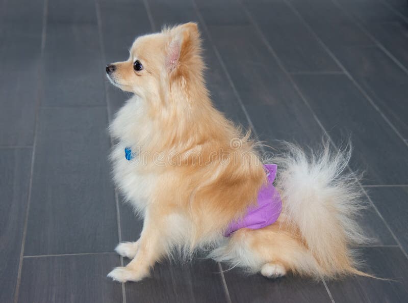 Σκυλί Pomeranian στην πάνα κατουρήματος για να τον κρατήσει από το κατούρχμα στο hous στοκ φωτογραφίες με δικαίωμα ελεύθερης χρήσης Σκυλί Pomeranian στην πάνα κατουρήματος για να τον κρατήσει από το κατούρχμα στο hous στοκ φωτογραφίες με δικαίωμα ελεύθερης χρήσης