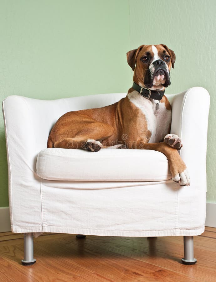 Boxer dog lounging on a modern white chair. Boxer dog lounging on a modern white chair.