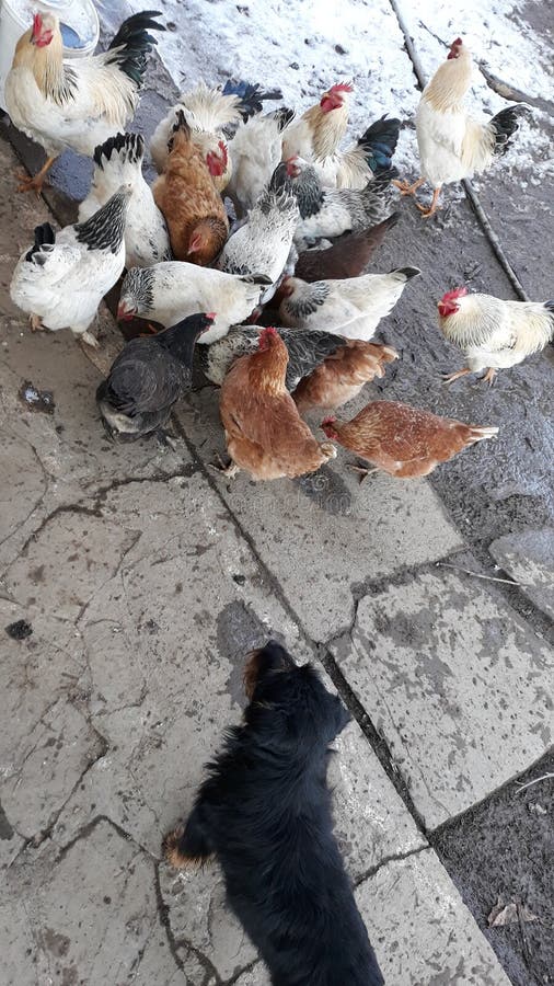 σκυλί κοτόπουλου στοκ εικόνα με δικαίωμα ελεύθερης χρήσης σκυλί κοτόπουλου στοκ εικόνα με δικαίωμα ελεύθερης χρήσης