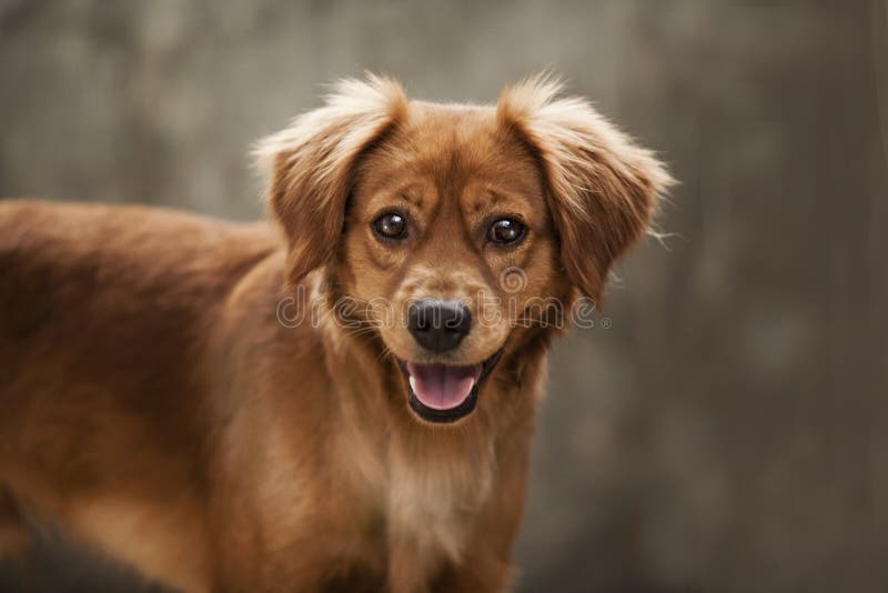 σκυλί λίγα κουτάβι pet κυνοειδής canis θηλαστικά Πρόσωπο Πορτρέτο Ζωικός εραστής Εραστής σκυλιών Κατάστημα της Pet Τρόφιμα κατοικ στοκ εικόνα με δικαίωμα ελεύθερης χρήσης σκυλί λίγα κουτάβι pet κυνοειδής canis θηλαστικά Πρόσωπο Πορτρέτο Ζωικός εραστής Εραστής σκυλιών Κατάστημα της Pet Τρόφιμα κατοικ στοκ εικόνα με δικαίωμα ελεύθερης χρήσης