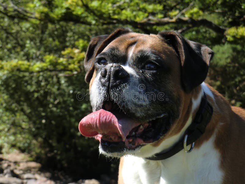 Tired boxer with his tongue out. Tired boxer with his tongue out