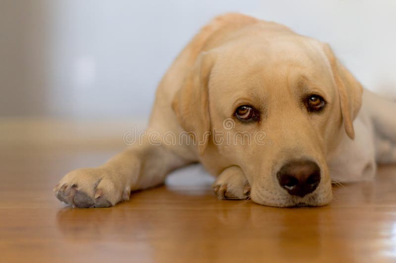 Sleepy dog on a wooden floor. Sleepy dog on a wooden floor