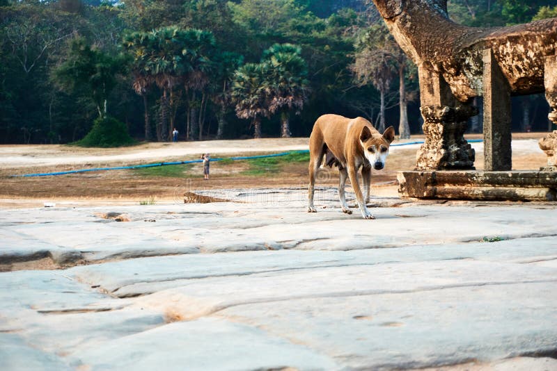 Dog walks in temple complex Angkor Wat with Reap, Cambodia. Dog walks in temple complex Angkor Wat with Reap, Cambodia