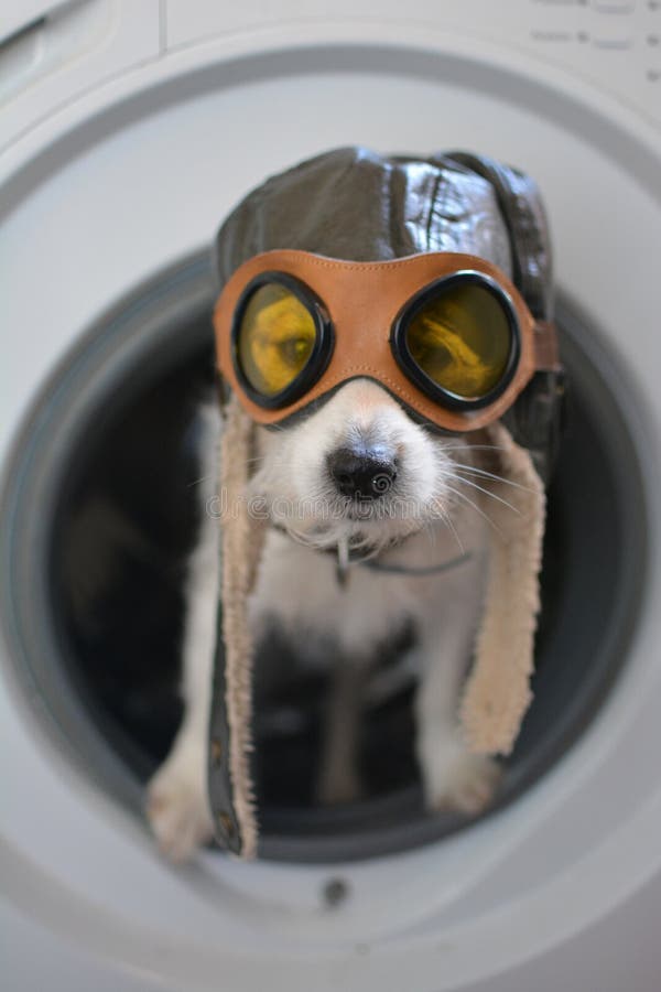 ΣΚΥΛΙ ΤΟΥ JACK RUSSELL ΜΕΣΑ ΣΕ ΈΝΑ ΠΛΥΝΤΉΡΙΟ ΠΟΥ ΦΟΡΑ ΈΝΑΝ ΑΕΡΟΠΟΡΟ Η ΈΝΑ Π στοκ εικόνα με δικαίωμα ελεύθερης χρήσης ΣΚΥΛΙ ΤΟΥ JACK RUSSELL ΜΕΣΑ ΣΕ ΈΝΑ ΠΛΥΝΤΉΡΙΟ ΠΟΥ ΦΟΡΑ ΈΝΑΝ ΑΕΡΟΠΟΡΟ Η ΈΝΑ Π στοκ εικόνα με δικαίωμα ελεύθερης χρήσης