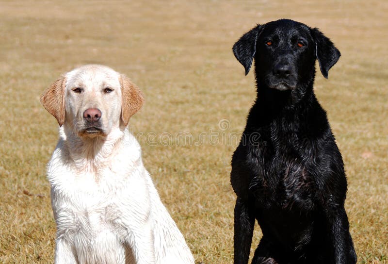 Wet yellow and black Labradors sitting in the sun. Wet yellow and black Labradors sitting in the sun.