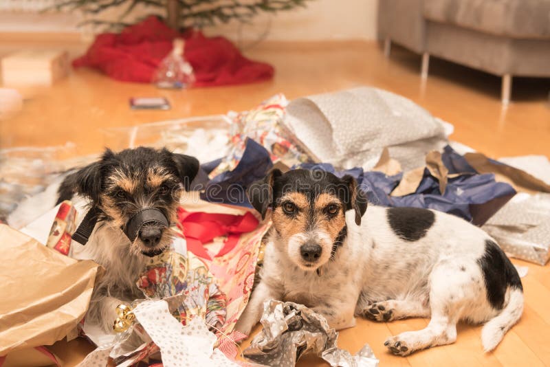 Σκυλιά Χριστουγέννων Δύο Jack Russell το τεριέ βρίσκεται σε πολλά δώρα στοκ φωτογραφία με δικαίωμα ελεύθερης χρήσης Σκυλιά Χριστουγέννων Δύο Jack Russell το τεριέ βρίσκεται σε πολλά δώρα στοκ φωτογραφία με δικαίωμα ελεύθερης χρήσης