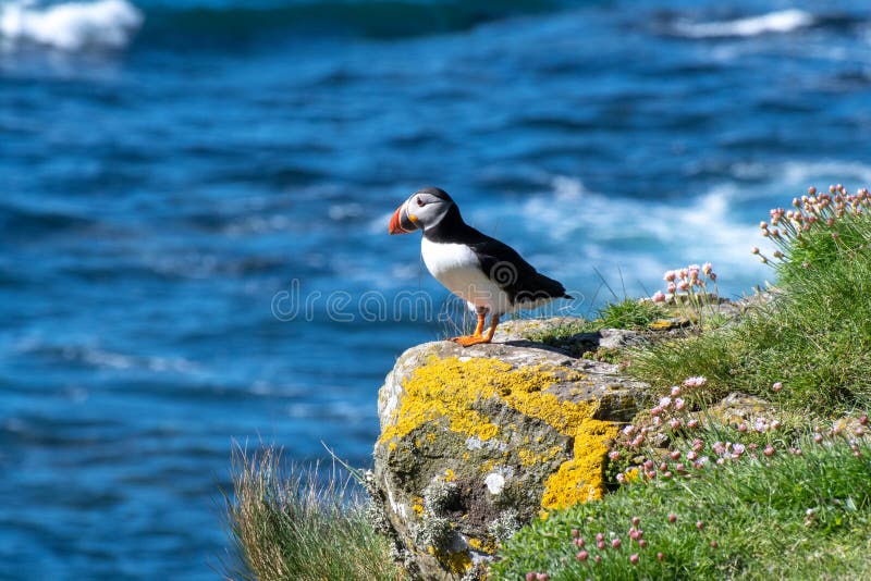 Σκωτία, ζωηρόχρωμο Puffin/Puffins στην ακτή των νησιών Treshnish στοκ εικόνες Σκωτία, ζωηρόχρωμο Puffin/Puffins στην ακτή των νησιών Treshnish στοκ εικόνες