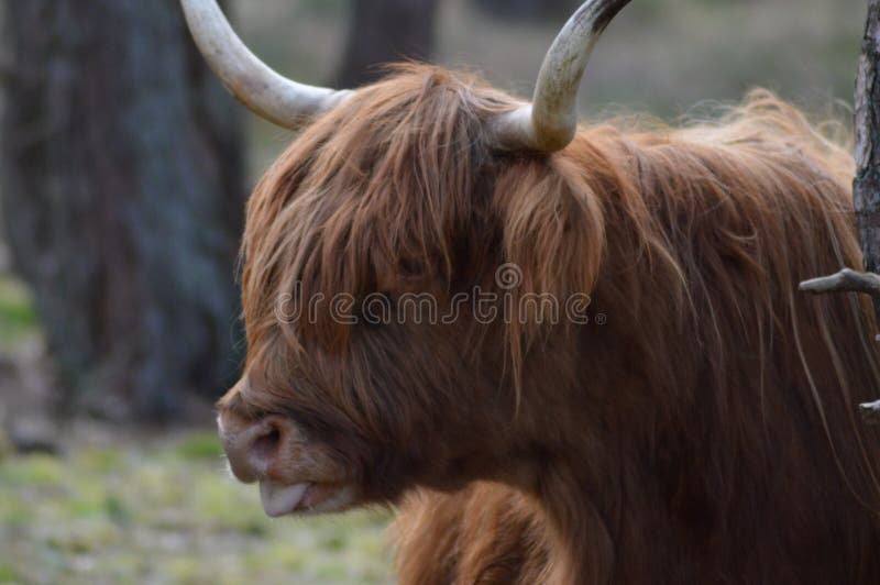 Σκωτσέζικη highlander εικόνα σχεδιαγράμματος στοκ εικόνες Σκωτσέζικη highlander εικόνα σχεδιαγράμματος στοκ εικόνες