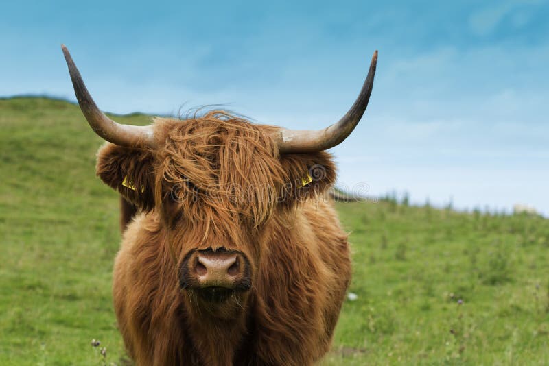 Σκωτσέζικη αγελάδα στην πράσινη χλόη