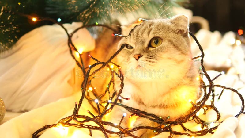 σκωτσέζικη γάτα με χριστουγεννιάτικη γαρίδα και δέντρο. γάτα τυλιγμένη σε γαρίδα.