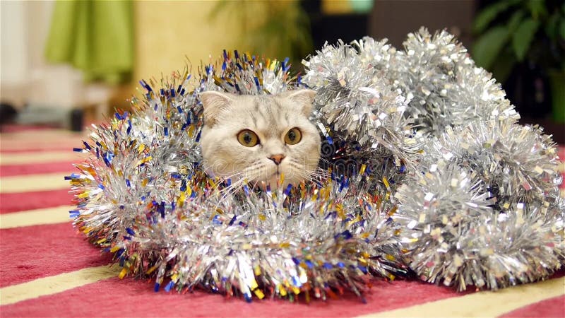 σκωτσέζικη γάτα με χριστουγεννιάτικη στολή. χριστουγεννιάτικο φόντο.