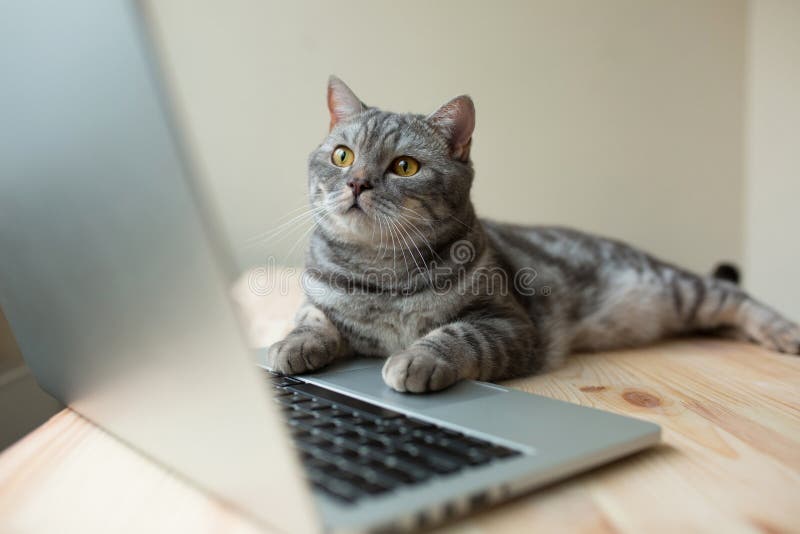 Scottish straight gray cat working at the computer as a developer online. IT pet. Scottish straight gray cat working at the computer as a developer online. IT pet