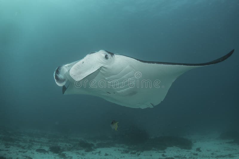 Σκόπελος Manta Ray στοκ εικόνες Σκόπελος Manta Ray στοκ εικόνες