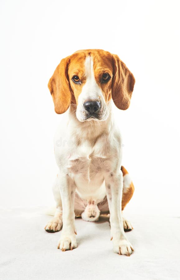 Σκύλος Beagle, που κάθεται και κοιτάζει προς την κάμερα μπροστά από λευκό φόντο στοκ φωτογραφία Σκύλος Beagle, που κάθεται και κοιτάζει προς την κάμερα μπροστά από λευκό φόντο στοκ φωτογραφία