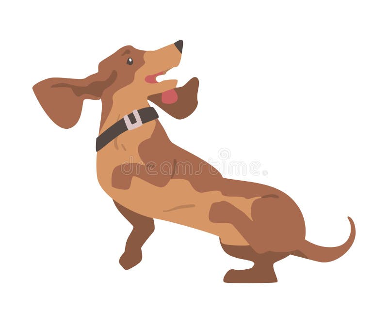 σκύλος dachshund ή badger ως λαγωνική και μακρόκαρδη φυλή κυνηγού με απεικόνιση διάνυσματος κολάρο απεικόνιση αποθεμάτων