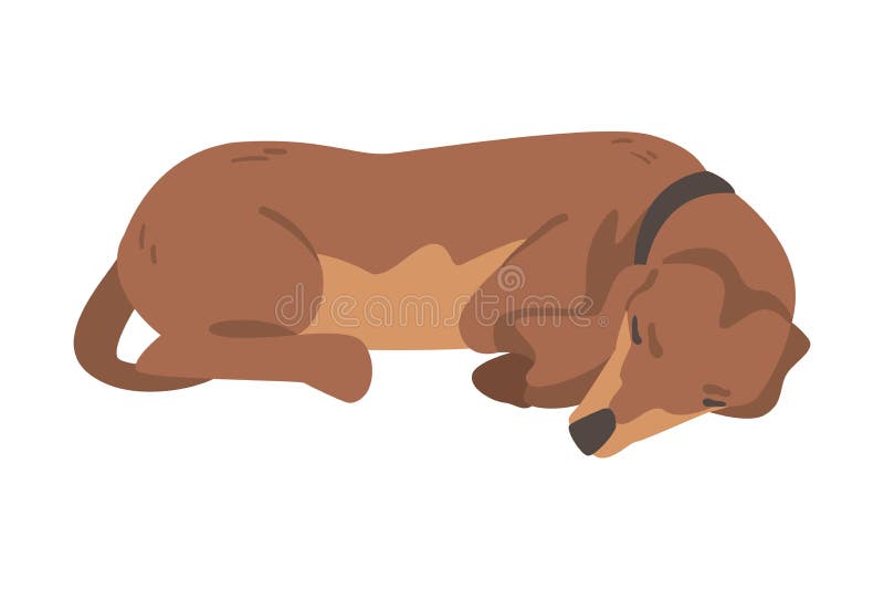 σκύλος dachshund ή badger ως λαγωνικό και μακρόκαρπο κυνηγόσκυλο με κολάρο ψευδώνυμο και εικόνα διανύσματος διανυσματική απεικόνιση