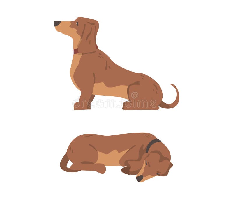 σκύλος dachshund ή badger ως λαγωνικό και μακρόκαρπο κυνηγόσκυλο με κολάρο ξαπλωμένο και καθισμένο διάνυσμα απεικόνιση αποθεμάτων