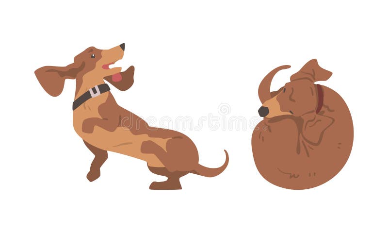 σκύλος dachshund ή badger ως λαγωνικό και μακρόκαρπο κυνηγόσκυλο με κολάρο αγκύλες και σετ διάνυσμα που πηδάει διανυσματική απεικόνιση