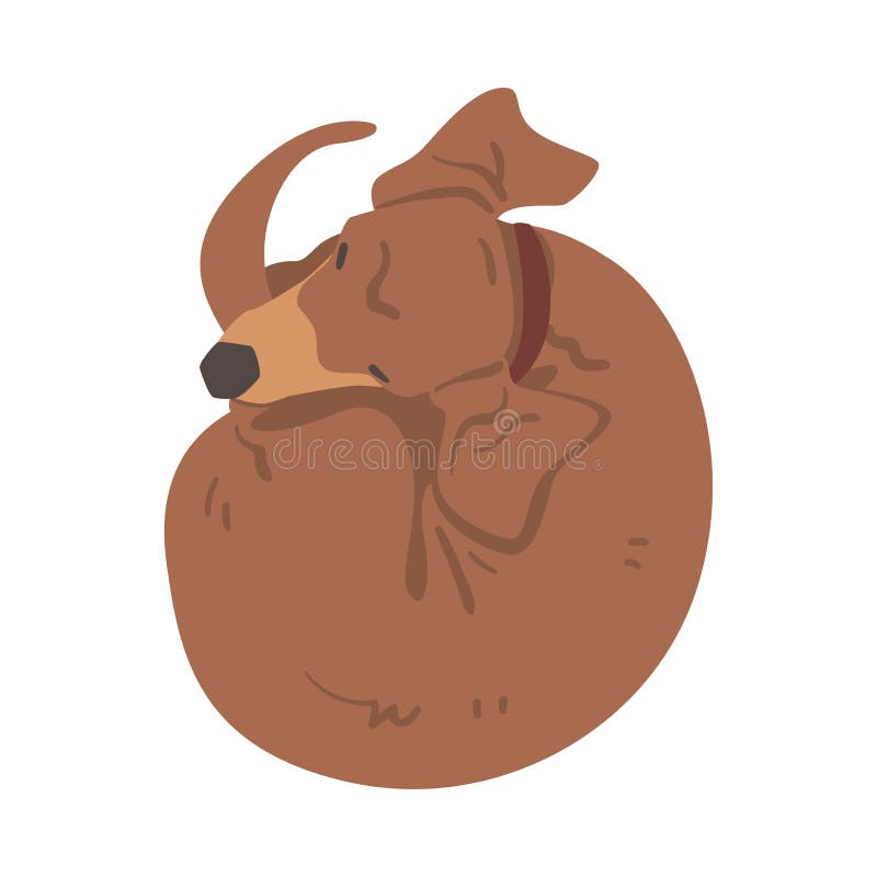 σκύλος dachshund ή badger ως λαγωνικό και μακρόκαρπο κυνηγόσκυλο με κολάρο που αγκαλιάζει την απεικόνιση διανύσματος απεικόνιση αποθεμάτων