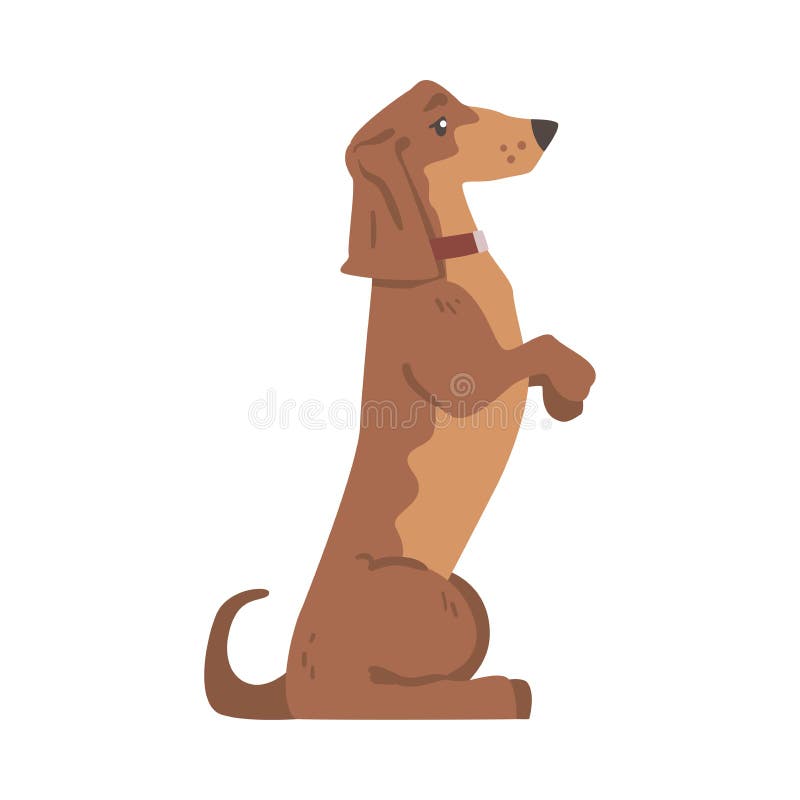 σκύλος dachshund ή badger ως λαγωνικό και μακρόκαρπο κυνηγόσκυλο με κολάρο που στέκεται στο πίσω διάνυσμα διανυσματική απεικόνιση