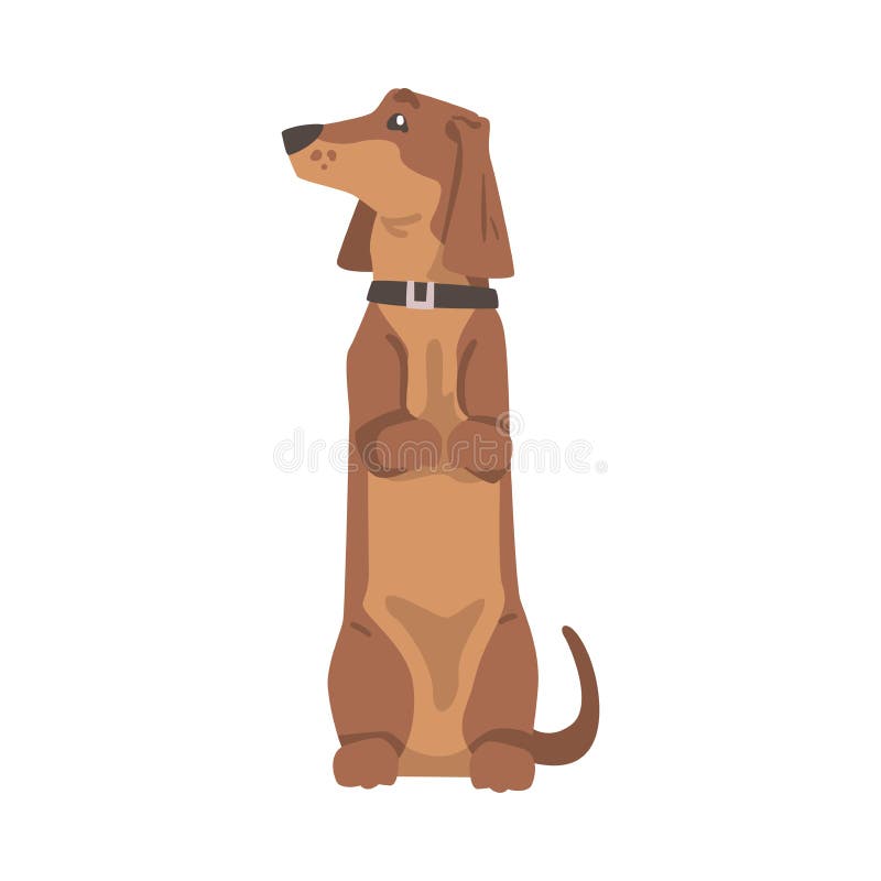 σκύλος dachshund ή badger ως λαγωνικό και μακρόκαρπο κυνηγόσκυλο με κολάρο που στέκεται στο πίσω διάνυσμα ελεύθερη απεικόνιση δικαιώματος