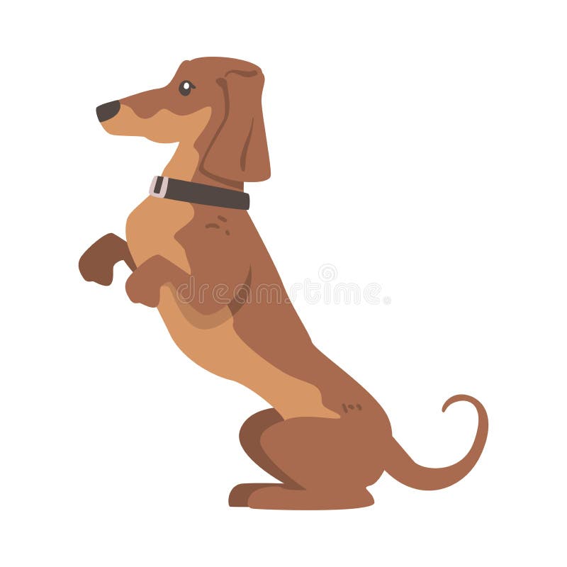 σκύλος dachshund ή badger ως λαγωνικό και μακρόκαρπο κυνηγόσκυλο με κολάρο που στέκεται στο πίσω διάνυσμα διανυσματική απεικόνιση