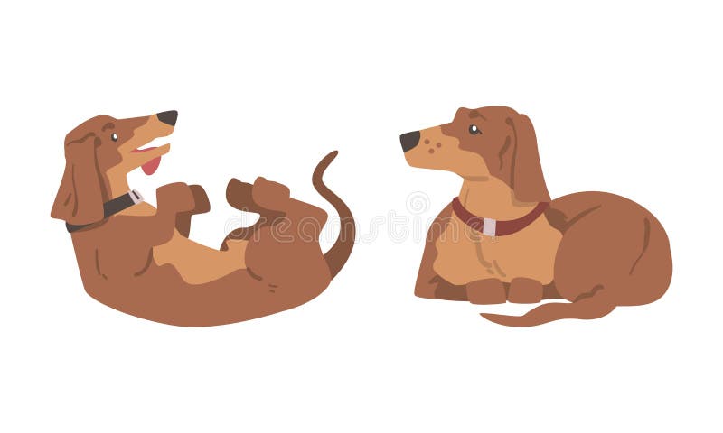σκύλος dachshund ή badger ως λαγωνικό και μακρόκαρπο κυνηγόσκυλο με κολάρο που κυλάει στο πίσω μέρος και καθιστικό σύνολο διανύσμα απεικόνιση αποθεμάτων