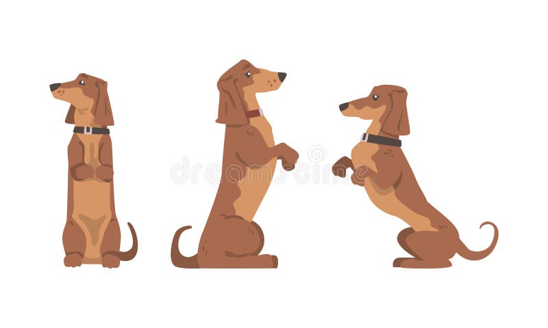 σκύλος dachshund ή badger ως λαγωνικό και μακρόκαρπο κυνηγόσκυλο με κολάρο που κάθεται στο κάτω μέρος του διανύσματος απεικόνιση αποθεμάτων