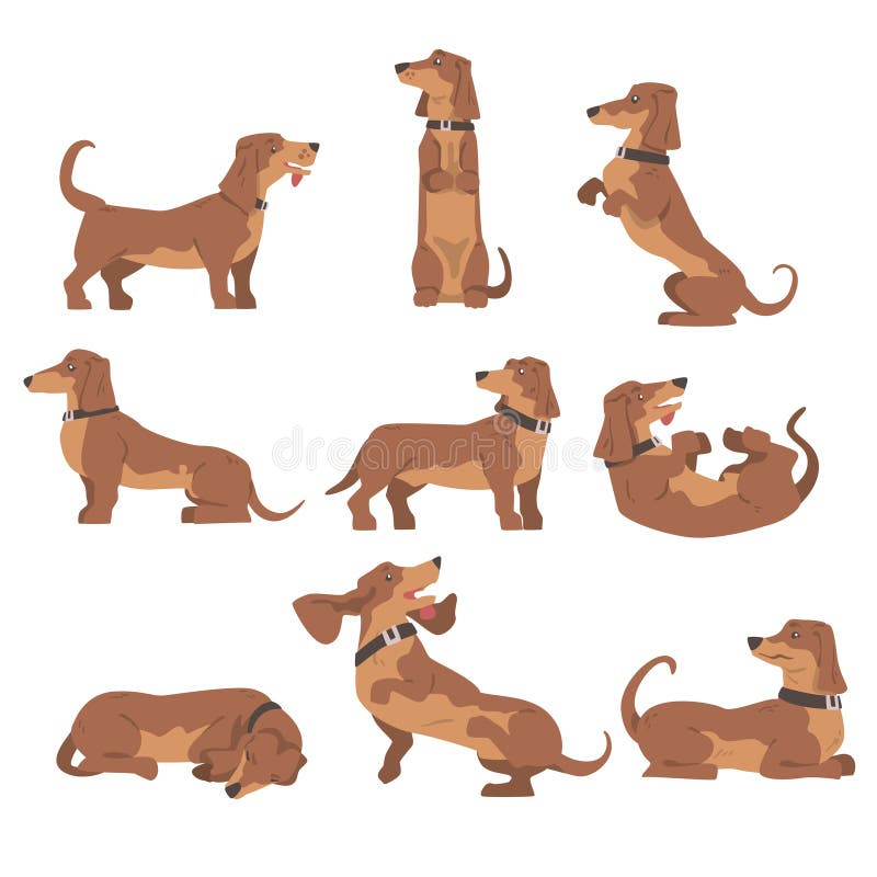 σκύλος dachshund ή badger ως λαγωνικό και μακρόκαρπο κυνηγόσκυλο με κολάρο σε διαφορετικά σετ διανυσμάτων διανυσματική απεικόνιση