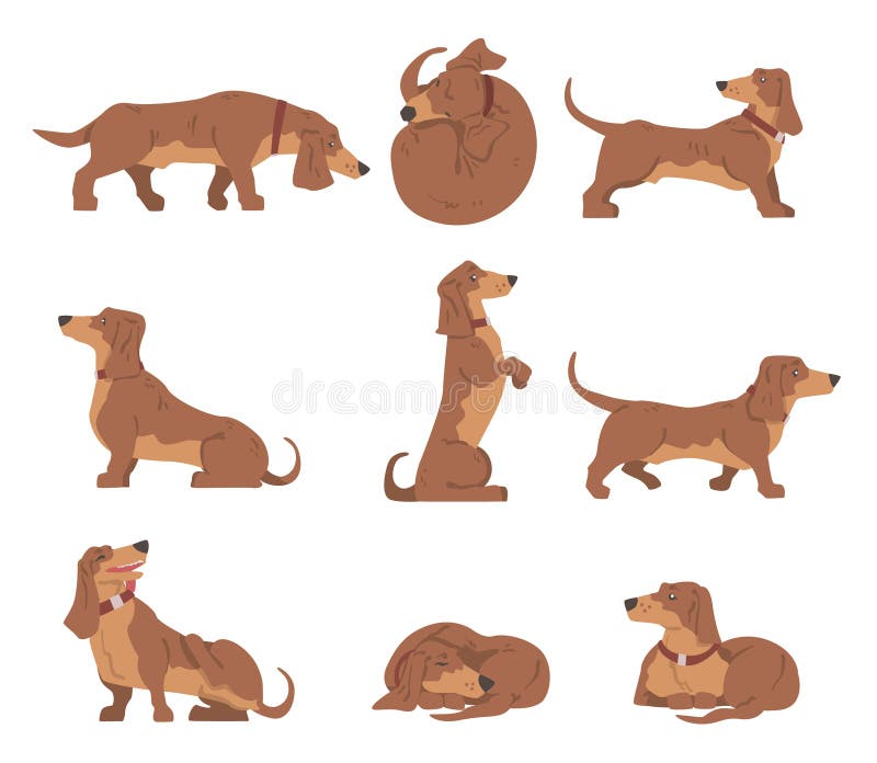 σκύλος dachshund ή badger ως λαγωνικό και μακρόκαρπο κυνηγόσκυλο με κολάρο σε διαφορετικά σετ διανυσμάτων απεικόνιση αποθεμάτων