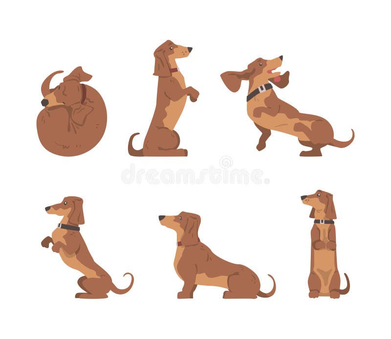 σκύλος dachshund ή badger ως λαγωνικό και μακρόκαρπο κυνηγόσκυλο με σετ κολώνων απεικόνιση αποθεμάτων