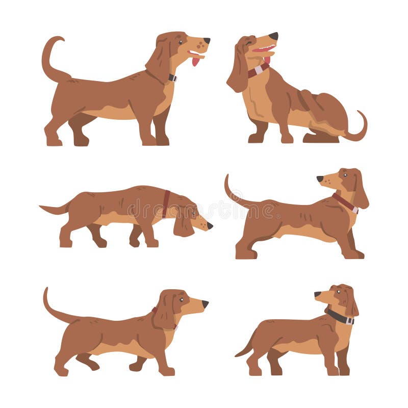 σκύλος dachshund ή badger ως λαγωνικό και μακρόκαρπο κυνηγόσκυλο με σετ κολώνων διανυσματική απεικόνιση