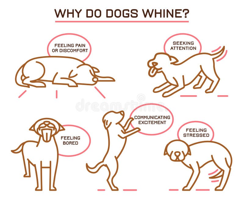 Why do dogs whine. Dog nuisance behavior icons. Educational poster. Domestic animal, pet language. Simple icon, sign. Editable vector illustration isolated on white background. Landscape poster. Why do dogs whine. Dog nuisance behavior icons. Educational poster. Domestic animal, pet language. Simple icon, sign. Editable vector illustration isolated on white background. Landscape poster