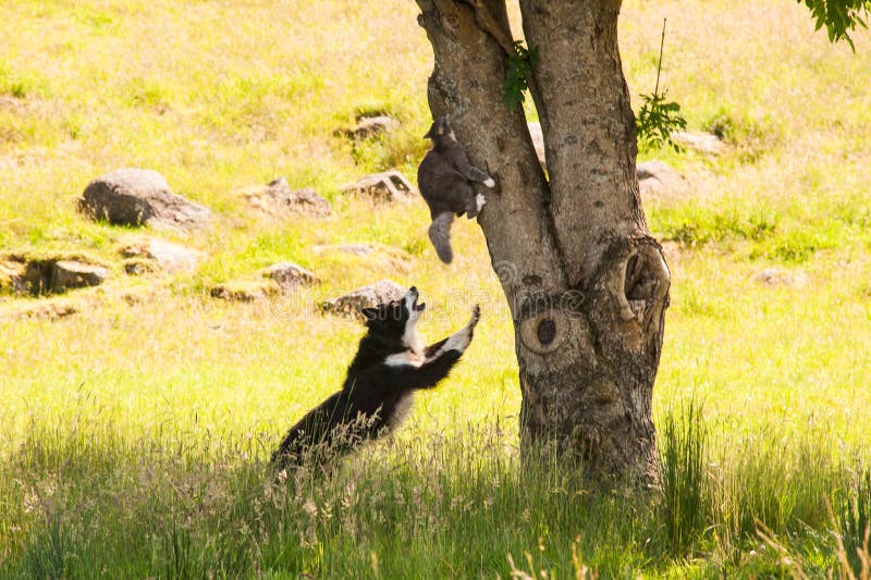 Dog chasing a cat up a tree. Dog chasing a cat up a tree.