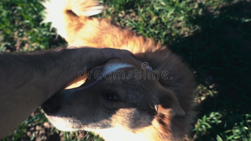 Σκύλος που έχει φάει. Χαρούμενο χαρούμενο χαρούμενο σκυλί σε ανάπαυση και περπάτημα. κάτοχος POV απόθεμα βίντεο