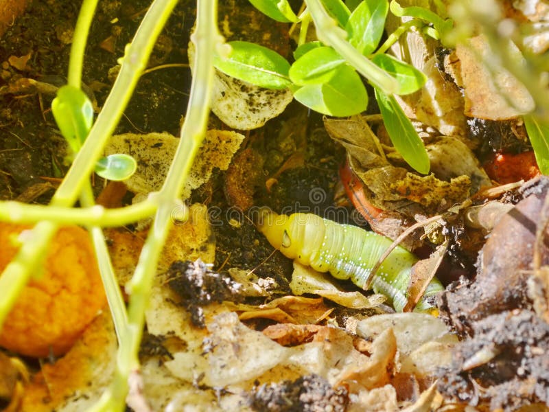 Σκώρος Caterpillar γερακιών Oleander που βρίσκεται σε Jomtien, Ταϊλάνδη στοκ εικόνα με δικαίωμα ελεύθερης χρήσης Σκώρος Caterpillar γερακιών Oleander που βρίσκεται σε Jomtien, Ταϊλάνδη στοκ εικόνα με δικαίωμα ελεύθερης χρήσης