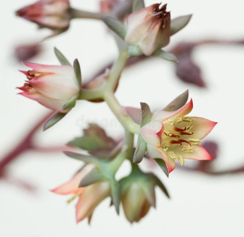 Macro of `Dick`s Pink` tiny 1/2`, succulent flower with pollen-filled anthers. Select focus on right bloom. Macro of `Dick`s Pink` tiny 1/2`, succulent flower with pollen-filled anthers. Select focus on right bloom.