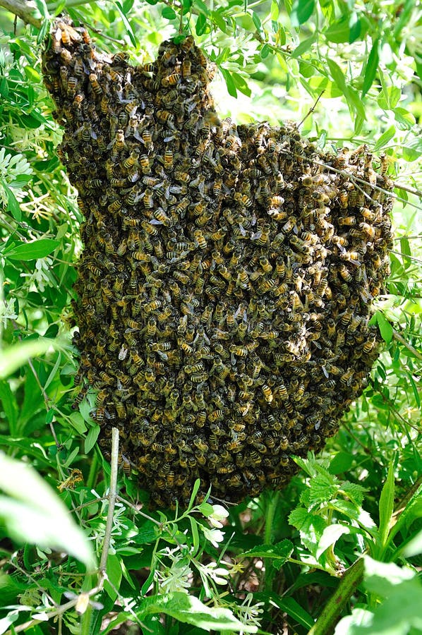 This is a honey bee swarm. This is a honey bee swarm