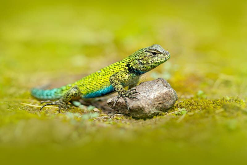 Σμαραγδένιο γρήγορο Caresheet, malachiticus Sceloporus, στο βιότοπο φύσης Όμορφο πορτρέτο της σπάνιας σαύρας από τη Κόστα Ρίκα Ba στοκ φωτογραφία με δικαίωμα ελεύθερης χρήσης Σμαραγδένιο γρήγορο Caresheet, malachiticus Sceloporus, στο βιότοπο φύσης Όμορφο πορτρέτο της σπάνιας σαύρας από τη Κόστα Ρίκα Ba στοκ φωτογραφία με δικαίωμα ελεύθερης χρήσης