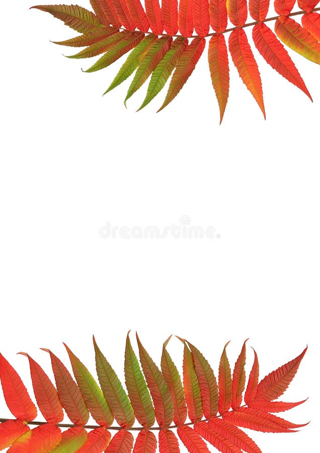Sections of two Rowan mountain ash leaves in red and green colors of fall, one at the top of the frame, one at the bottom with both on a horizontal axis, against a white background. (Sorbus Embley, known for its flaming scarlet color in Autumn.). Sections of two Rowan mountain ash leaves in red and green colors of fall, one at the top of the frame, one at the bottom with both on a horizontal axis, against a white background. (Sorbus Embley, known for its flaming scarlet color in Autumn.)