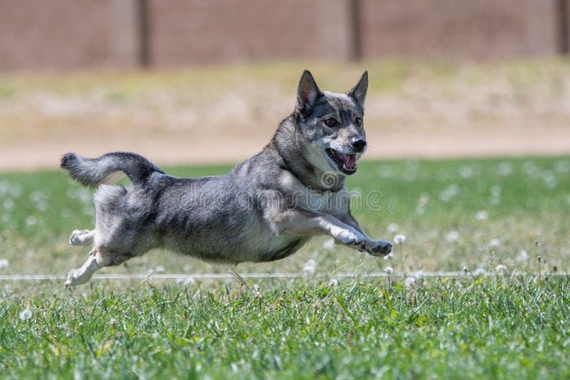 Swedish Vallhund dog chasing a lure in fast cat lure coursing race. Swedish Vallhund dog chasing a lure in fast cat lure coursing race