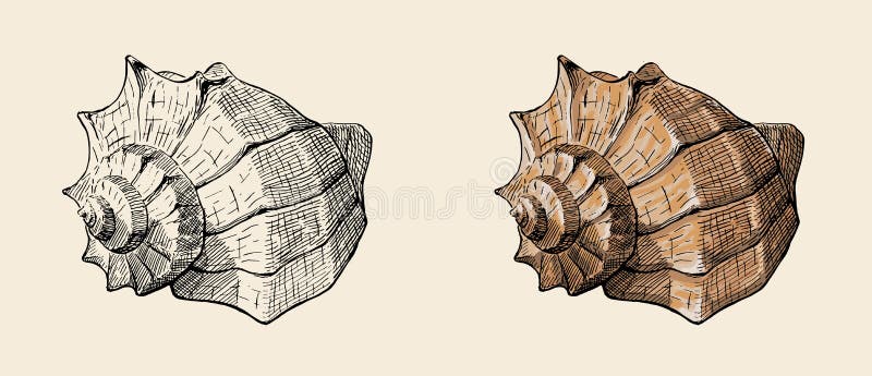 Σπειροειδές κοχύλι θάλασσας conch, συρμένη χέρι απεικόνιση μελανιού, διάνυσμα αποθεμάτων διανυσματική απεικόνιση Σπειροειδές κοχύλι θάλασσας conch, συρμένη χέρι απεικόνιση μελανιού, διάνυσμα αποθεμάτων διανυσματική απεικόνιση