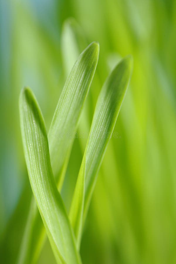 Closeup of barley seedlings. Short depth-of-field. Closeup of barley seedlings. Short depth-of-field.