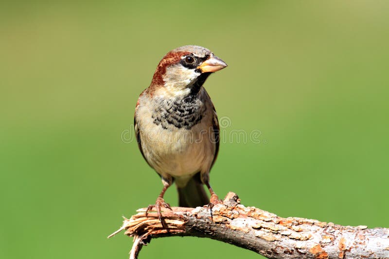 σπουργίτι πομπών σπιτιών domesticus στοκ εικόνες σπουργίτι πομπών σπιτιών domesticus στοκ εικόνες
